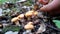 Man picking wild chanterelle mushrooms