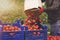 Man picks a crop of tomatoes and puts them in a box in a vegetable garden.