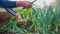 Man picks dried leaves of domestic leeks