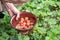 man picks strawberries in his palm, a summer harvest of berries, fruit picking,