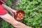 man picks strawberries in his palm, a summer harvest of berries, fruit picking,