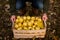 Man picks up wooden box of yellow ripe golden apples in the orchard farm. Grower harvesting in the garden is holding organic apple