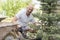 A man is planting a Christmas tree. Man Planting Small Christmas Tree In Silty Soil Ground With Bare Hands And Science Lab Beaker.