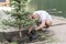 A man is planting a Christmas tree. Man Planting Small Christmas Tree In Silty Soil Ground With Bare Hands And Science Lab Beaker.