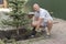 A man is planting a Christmas tree. Man Planting Small Christmas Tree In Silty Soil Ground With Bare Hands And Science Lab Beaker.