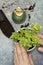 Man planting common ivy, hedera helix, with mister and compost scoop.