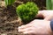 Man planting coniferous shrub