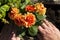 Man planting Dahlia flowers, Grandalia Dahletta Rachel variety, in a planter in a garden