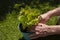 Man planting garden mint in a green metal plant pot with a lawn grass in the background.