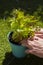 Man planting garden mint in a green metal plant pot with a lawn grass in the background.