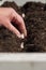 Man planting garlic cloves in a planter in a garden. Grow your own concept