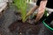 Man planting grass plants in backyard.