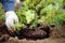 Man planting juniper plants in the yard. Seasonal works in the garden. Landscape design