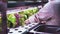 A man is planting lettuce sprouts in a vertical greenhouse. A farmer sets up a vertical hydroponic farm. Growing organic