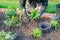 A man planting a pink flower in aflower bed. He is kneeling on a brick mowing edge and there are plant pots near him