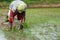 Man planting rice