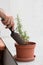 Man planting rosemary