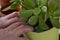 Man planting succulent into plant pot.