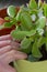 Man planting succulent into plant pot.