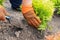 Man planting thuja plants in the yard. Seasonal works in the garden. Landscape design. Ornamental shrub thuja