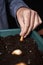 Man planting tulip bulbs on a window box