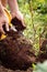 Man is planting a young blackberry bush into the soil, gardening and horticulture