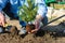 A man plants a conic spruce seedling in the soil