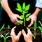 A man plants seedlings in a greenhouse