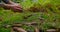 A man plants a tree. Close-up male hands with small spruce. Planting forests manually. Reforestation on the planet