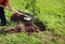 Man plants a tree, hands with shovel digs the ground, nature, environment and ecology