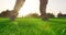 Man play Golfing And Putting Ball In Hole. Close-up.