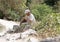 A man playing on a pipe sitting on the tourist trail. Crimea