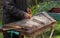 Man playing traditional hammered dulcimer