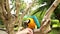 A man plays with a Blue Throated Macaw. Ara glaucogularis sitting on a dry branch in a bird park. A Caninde macaw parrot