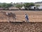 Man ploughing the field using dromedaries