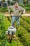 Man plowing beds with walking tractor