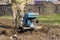 A man plows the earth with a manual walk-behind tractor for planting vegetables in the spring.