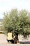 Man plucking green olives, Antequera, Spain