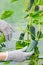 man plucks a fresh cucumber in a greenhouse