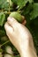 a man plucks a green walnut from a branch