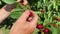 Man plucks large ripe red sweet cherry from tree branch. Hand close-up. Fruits in palm of your hand. Orchard with green