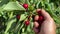 Man plucks large ripe red sweet cherry from tree branch. Hand close-up. Fruits in palm of your hand. Orchard with green