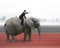 Man with pointing finger gesture riding on walking elephant