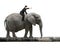 Man with pointing finger riding elephant walking on tree trunk