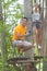 Man posing on obstacle platform on tree