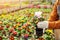 Man potting flower in greenhouse, closeup