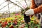 Man potting flower in greenhouse, closeup with space for text.