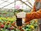 Man potting flower in greenhouse, closeup with space for text.