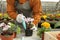 Man potting flower in greenhouse. Home gardening