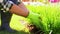 Man pouring soil to flowers at summer garden